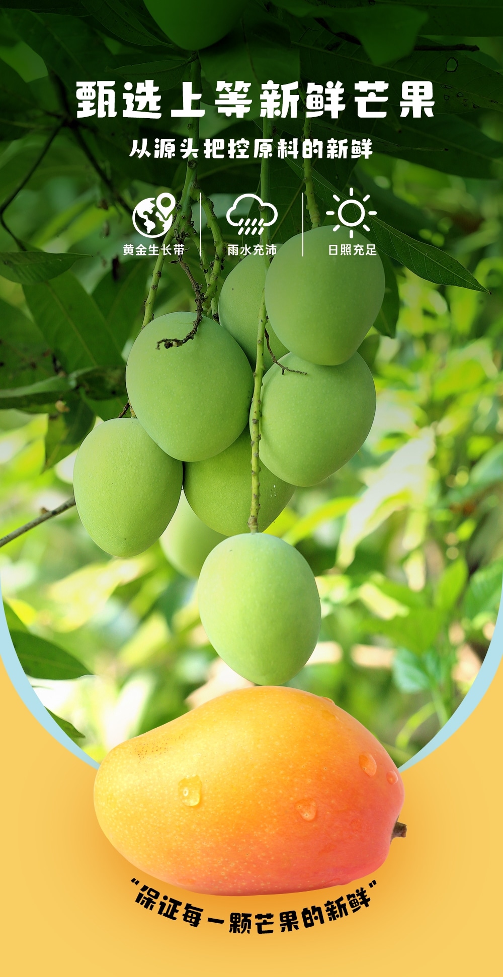 1719210597962209.jpg 楊枝甘露380ml-詳情頁(yè)切片_06.jpg